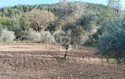 Muğla Menteşe Kafaca Mahallesi'nde Yüzde 50 Hissesi Satılık Zeytinlik