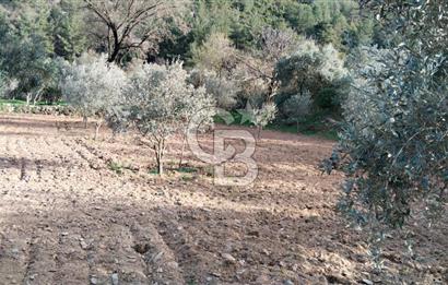 Muğla Menteşe Kafaca Mahallesi'nde Yüzde 50 Hissesi Satılık Zeytinlik