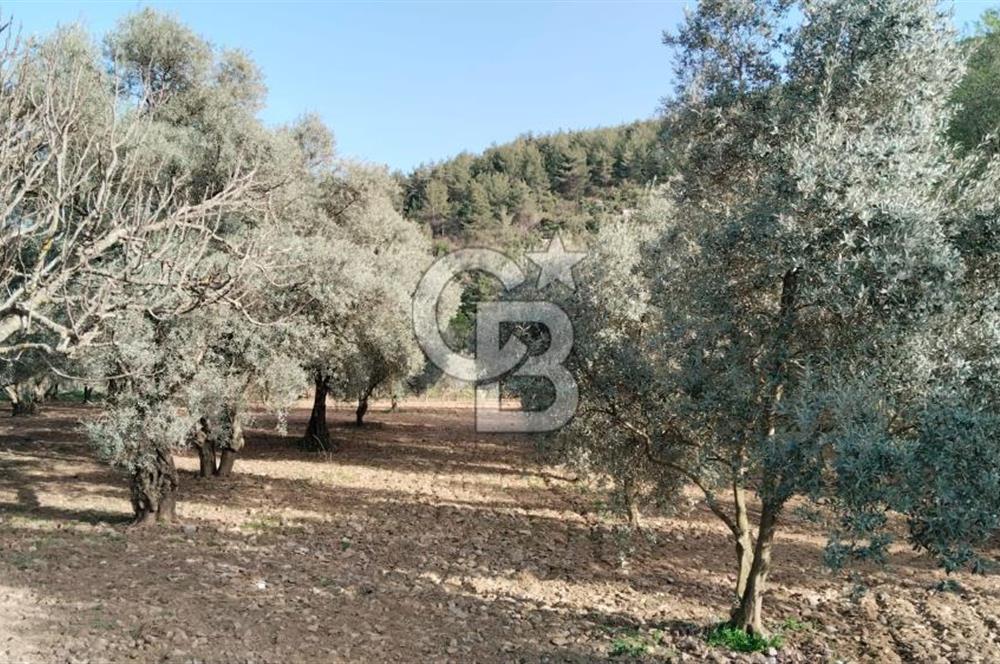 Muğla Menteşe Kafaca Mahallesi'nde Yüzde 50 Hissesi Satılık Zeytinlik