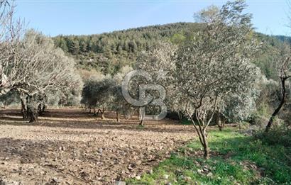 Muğla Menteşe Kafaca Mahallesi'nde Yüzde 50 Hissesi Satılık Zeytinlik