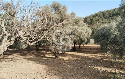 Muğla Menteşe Kafaca Mahallesi'nde Yüzde 50 Hissesi Satılık Zeytinlik
