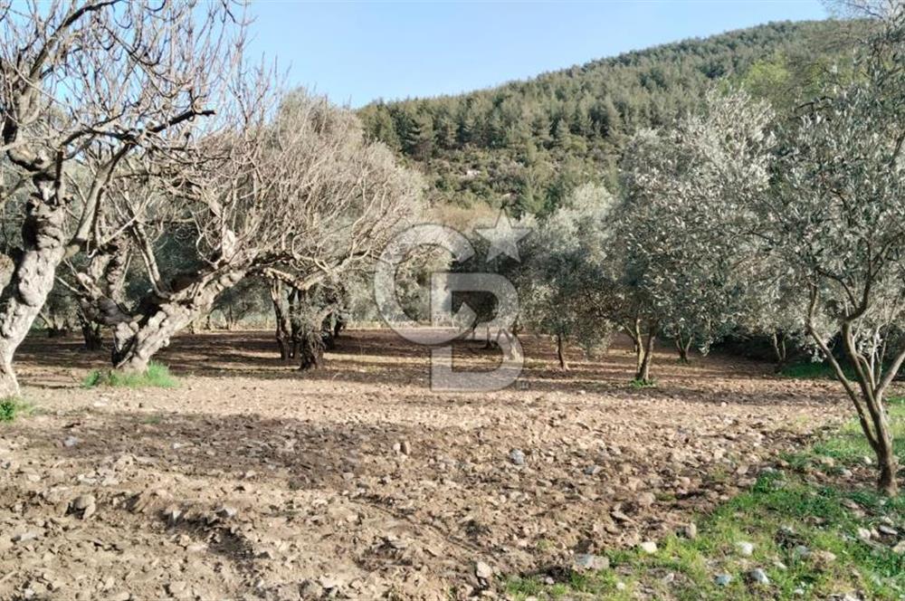Muğla Menteşe Kafaca Mahallesi'nde Yüzde 50 Hissesi Satılık Zeytinlik