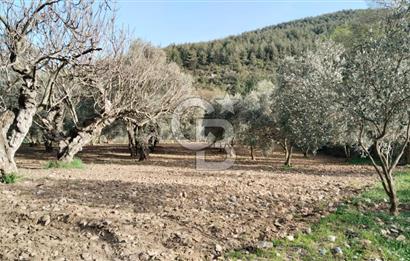 Muğla Menteşe Kafaca Mahallesi'nde Yüzde 50 Hissesi Satılık Zeytinlik