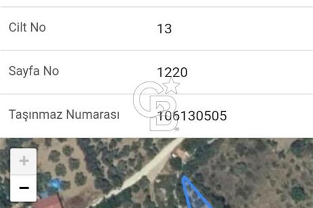 Muğla Menteşe Kafaca Mahallesi'nde Yüzde 50 Hissesi Satılık Zeytinlik
