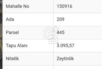Kemalpaşa Yukarı Kızılcada Satılık Zeytinlik
