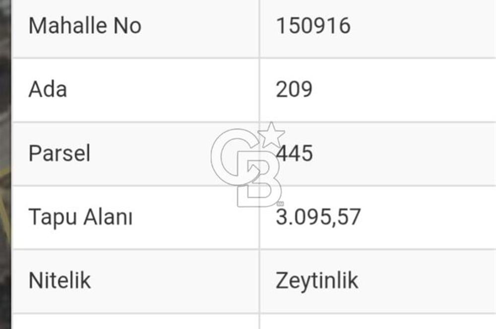 Kemalpaşa Yukarı Kızılcada Satılık Zeytinlik