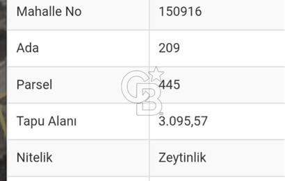 Kemalpaşa Yukarı Kızılcada Satılık Zeytinlik