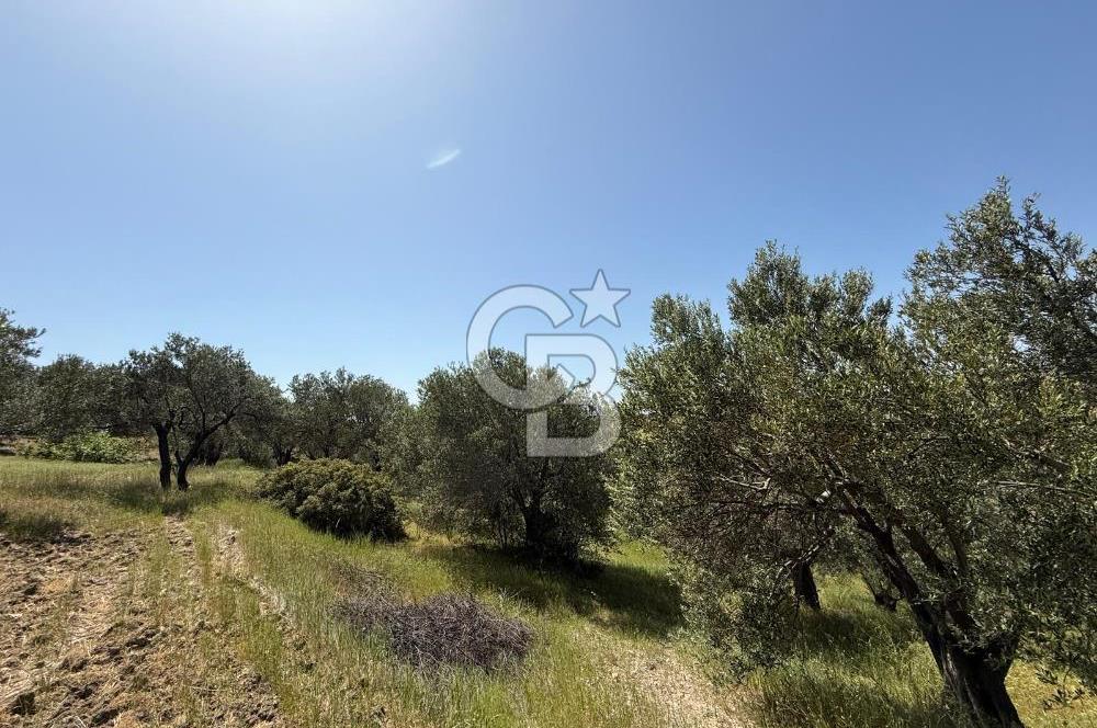 BERGAMA ZEYTİNDAĞDA MÜSTAKİL TAPULU SATILIK ZEYTİNLİK