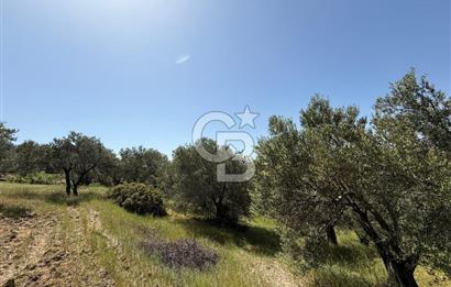 BERGAMA ZEYTİNDAĞDA MÜSTAKİL TAPULU SATILIK ZEYTİNLİK