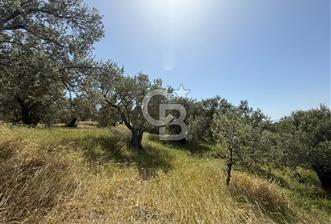 BERGAMA ZEYTİNDAĞDA MÜSTAKİL TAPULU SATILIK ZEYTİNLİK