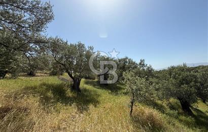 BERGAMA ZEYTİNDAĞDA MÜSTAKİL TAPULU SATILIK ZEYTİNLİK