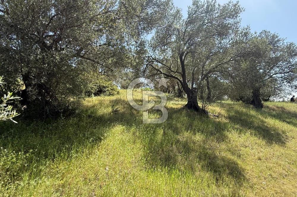 BERGAMA ZEYTİNDAĞDA MÜSTAKİL TAPULU SATILIK ZEYTİNLİK