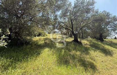 BERGAMA ZEYTİNDAĞDA MÜSTAKİL TAPULU SATILIK ZEYTİNLİK