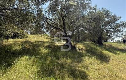 BERGAMA ZEYTİNDAĞDA MÜSTAKİL TAPULU SATILIK ZEYTİNLİK
