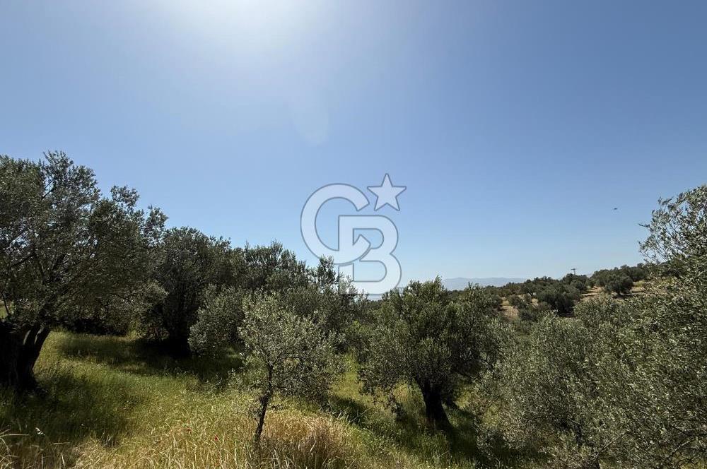 BERGAMA ZEYTİNDAĞDA MÜSTAKİL TAPULU SATILIK ZEYTİNLİK
