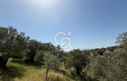 BERGAMA ZEYTİNDAĞDA MÜSTAKİL TAPULU SATILIK ZEYTİNLİK