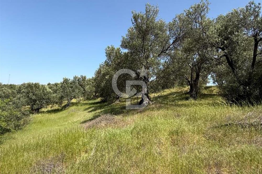 BERGAMA ZEYTİNDAĞDA MÜSTAKİL TAPULU SATILIK ZEYTİNLİK