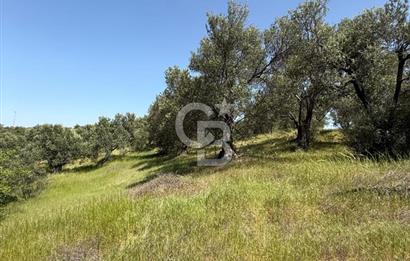 BERGAMA ZEYTİNDAĞDA MÜSTAKİL TAPULU SATILIK ZEYTİNLİK