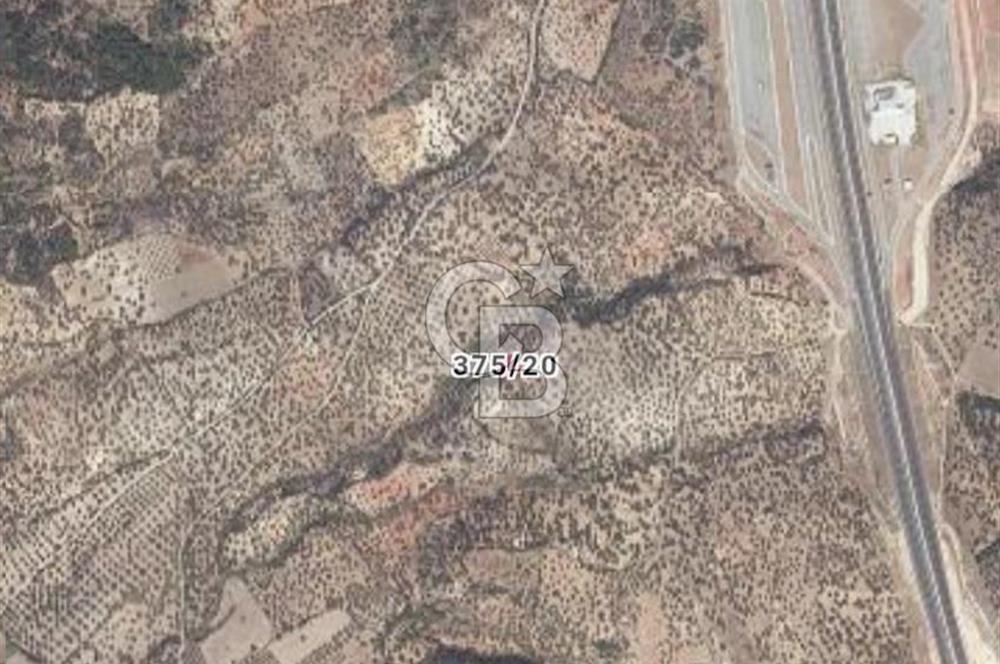 BERGAMA ZEYTİNDAĞDA MÜSTAKİL TAPULU SATILIK ZEYTİNLİK