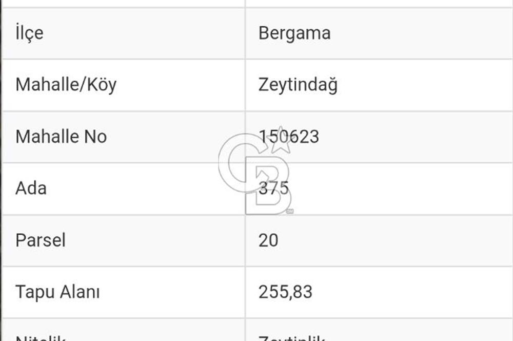 BERGAMA ZEYTİNDAĞDA MÜSTAKİL TAPULU SATILIK ZEYTİNLİK