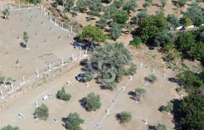 İzmir Torbalı Ormanköy 201 m2 Satılık Hisse Tapu Tarla