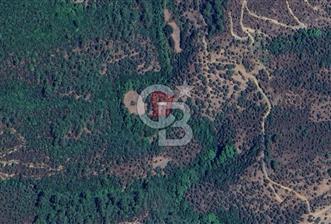 CB CLASS İZMİR BAYINDIR 1.287 m² SATILIK ZEYTİNLİK