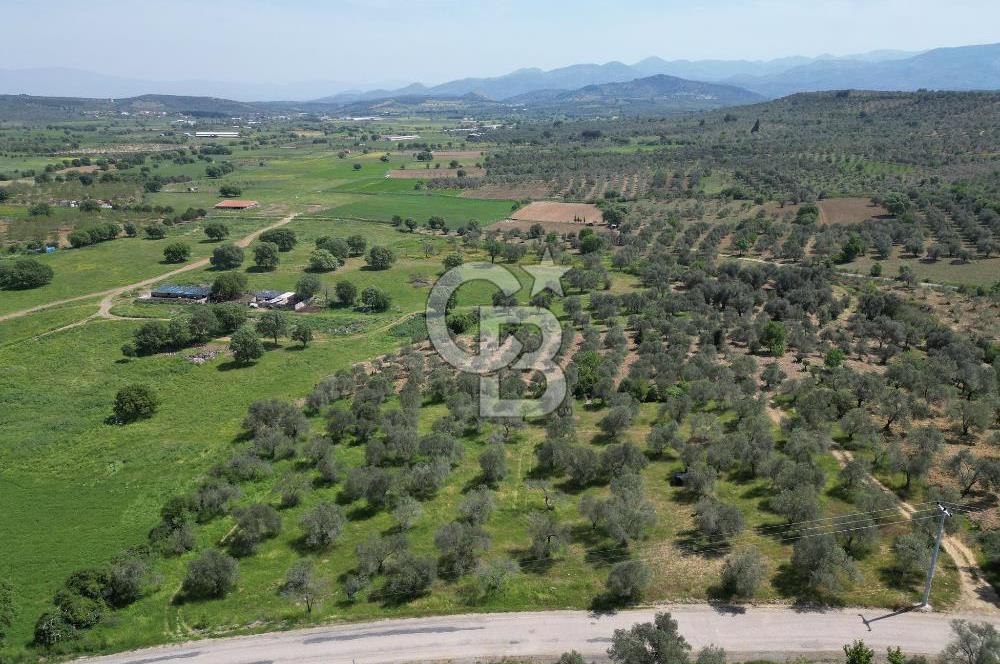 BURHANİYE AĞACIK'TA ASVALT YOLA CEPHE 6.300 m2 ZEYTİNLİK