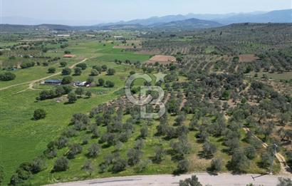 BURHANİYE AĞACIK'TA ASVALT YOLA CEPHE 6.300 m2 ZEYTİNLİK