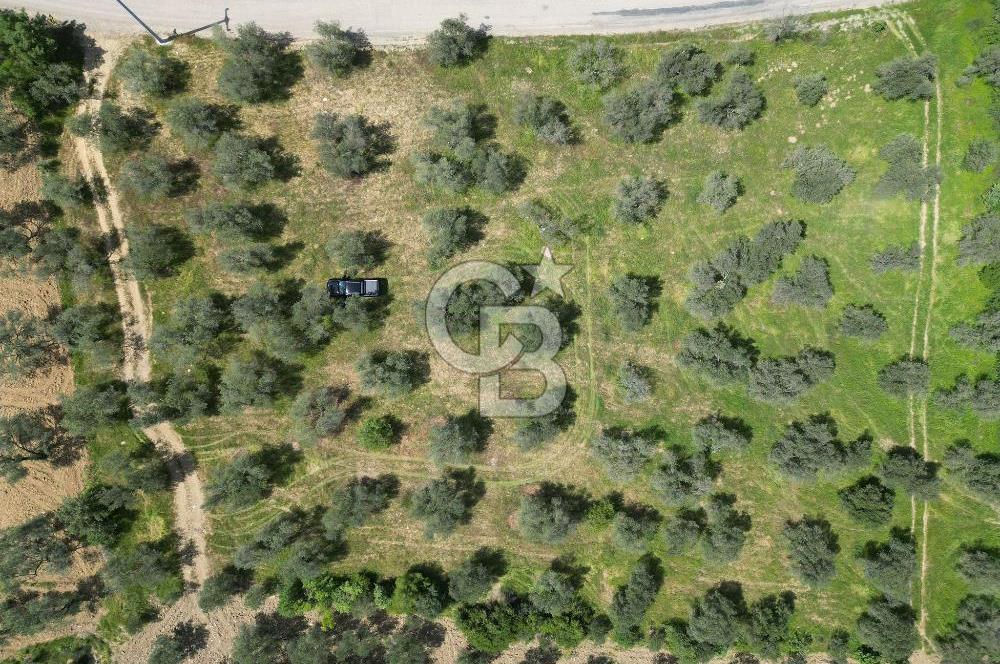 BURHANİYE AĞACIK'TA ASVALT YOLA CEPHE 6.300 m2 ZEYTİNLİK