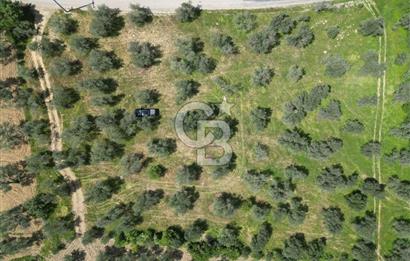 BURHANİYE AĞACIK'TA ASVALT YOLA CEPHE 6.300 m2 ZEYTİNLİK