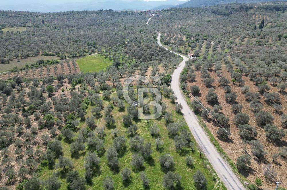 BURHANİYE AĞACIK'TA ASVALT YOLA CEPHE 6.300 m2 ZEYTİNLİK