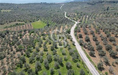 BURHANİYE AĞACIK'TA ASVALT YOLA CEPHE 6.300 m2 ZEYTİNLİK