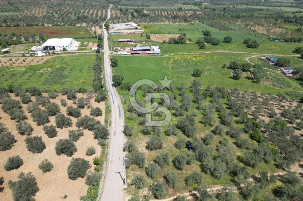 BURHANİYE AĞACIK'TA ASVALT YOLA CEPHE 6.300 m2 ZEYTİNLİK