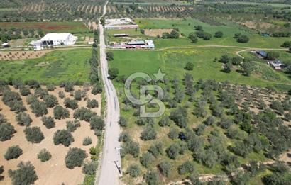 BURHANİYE AĞACIK'TA ASVALT YOLA CEPHE 6.300 m2 ZEYTİNLİK