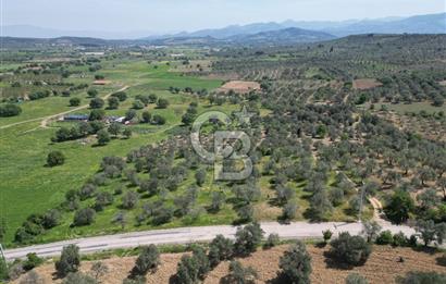 BURHANİYE AĞACIK'TA ASVALT YOLA CEPHE 6.300 m2 ZEYTİNLİK