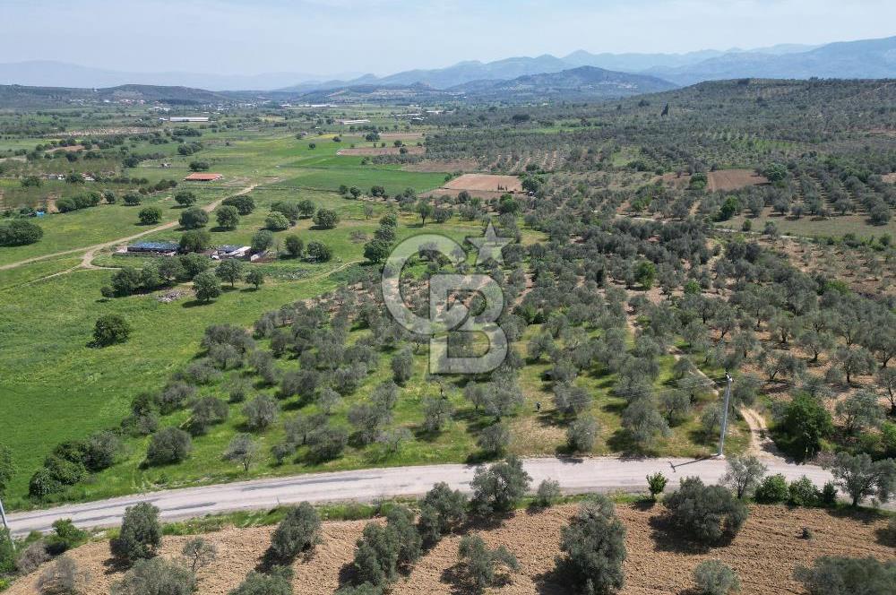 BURHANİYE AĞACIK'TA ASVALT YOLA CEPHE 6.300 m2 ZEYTİNLİK