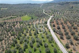 BURHANİYE AĞACIK'TA ASVALT YOLA CEPHE 6.300 m2 ZEYTİNLİK