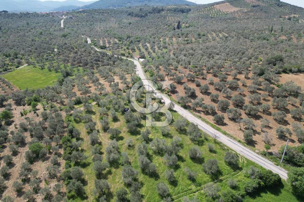 BURHANİYE AĞACIK'TA ASVALT YOLA CEPHE 6.300 m2 ZEYTİNLİK