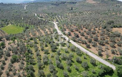 BURHANİYE AĞACIK'TA ASVALT YOLA CEPHE 6.300 m2 ZEYTİNLİK