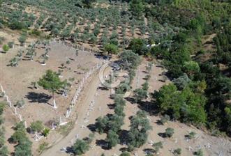 İzmir Torbalı Ormanköy 201 m2 Satılık Hisse Tapu Tarla