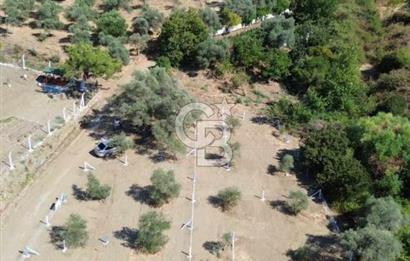 İzmir Torbalı Ormanköy 201 m2 Satılık Hisse Tapu Tarla