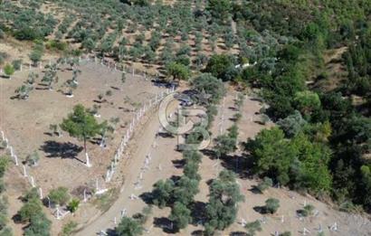 İzmir Torbalı Ormanköy 201 m2 Satılık Hisse Tapu Tarla