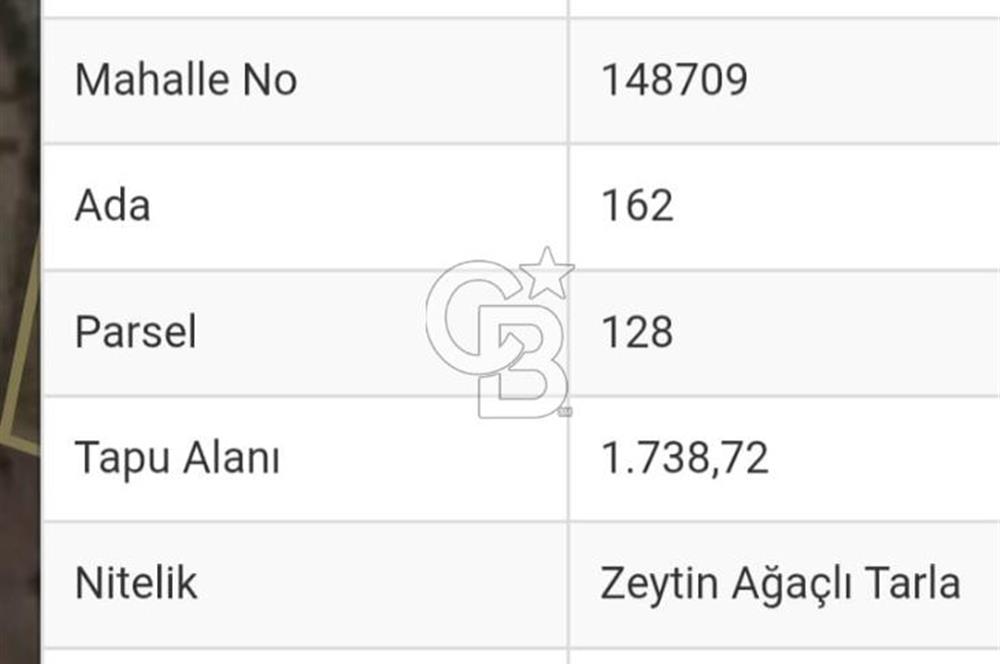 Urla Zeytineli Çamlık Mevkiinde Satılık Zeytinlik