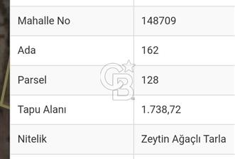 Urla Zeytineli Çamlık Mevkiinde Satılık Zeytinlik