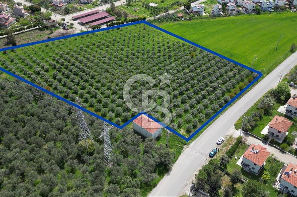 İZMİR DİKİLİ SALİHLERALTINDA 15.042 m² SATILIK ARAZİ