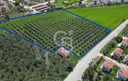 İZMİR DİKİLİ SALİHLERALTINDA 15.042 m² SATILIK ARAZİ