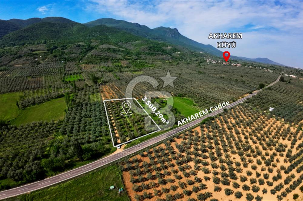 CB CLASS BURSA -ORHANGAZİ- AKHAREM 3.588 m² SATILIK ZEYTİNLİK