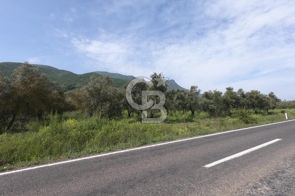 CB CLASS BURSA -ORHANGAZİ- AKHAREM 3.588 m² SATILIK ZEYTİNLİK