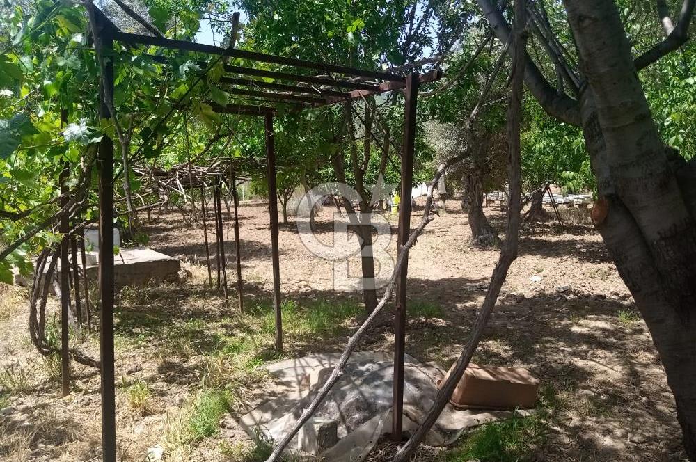  İZMİR TORBALI DAĞKIZILCA'DA DOĞAYLA İÇ İÇE YATIRIMLIK ZEYTİNLİK