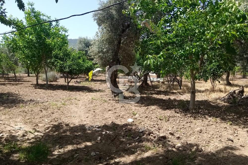  İZMİR TORBALI DAĞKIZILCA'DA DOĞAYLA İÇ İÇE YATIRIMLIK ZEYTİNLİK